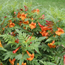 Chicklet™ Orange Trumpet Bush -Perennials Store chicklet orange 2 sq