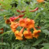 Chicklet™ Orange Trumpet Bush 1 Chicklet™ Orange Trumpet Bush -Perennials Store chicklet orange 3 sq