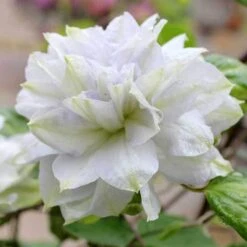 'Diamond Ball' Clematis