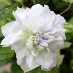 'Diamond Ball' Clematis -Perennials Store clematis diamond ball 3 sw