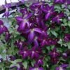 Happy Jack® Purple Clematis 1 Happy Jack® Purple Clematis -Perennials Store clematis happy jack purple 1 sw