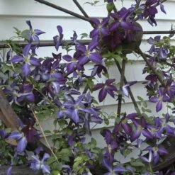 Happy Jack® Purple Clematis -Perennials Store clematis happy jack purple 2 sw