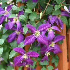 Happy Jack® Purple Clematis -Perennials Store clematis happy jack purple 3 sw