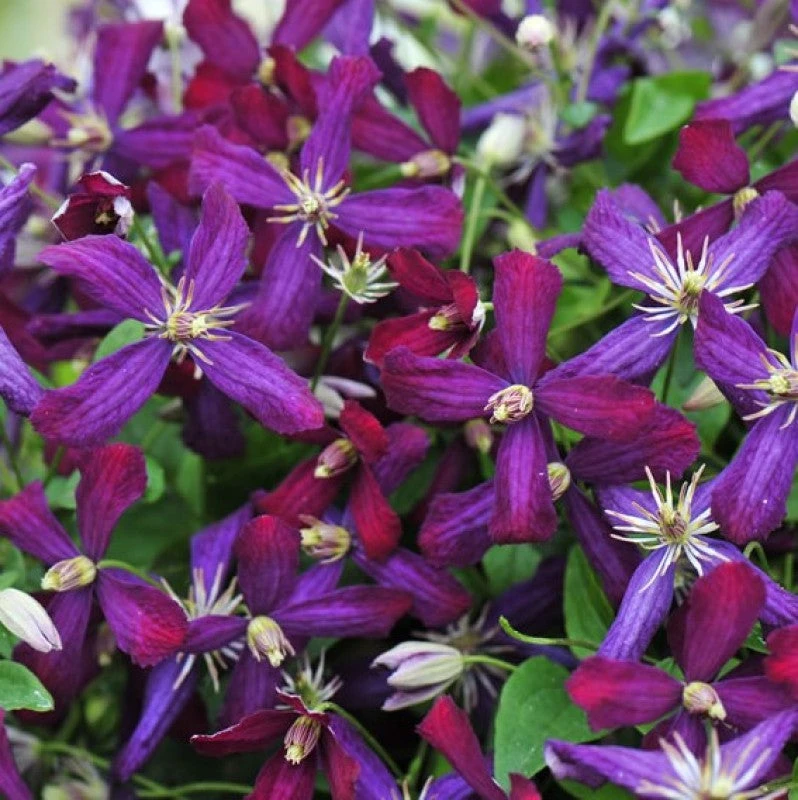 'Sweet Summer Love' Clematis 5 'Sweet Summer Love' Clematis - Image 3