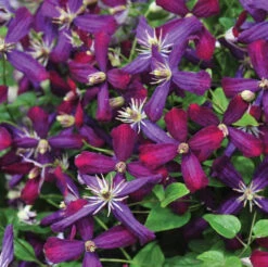 'Sweet Summer Love' Clematis 10 'Sweet Summer Love' Clematis -Perennials Store clematis sweet summer love 2