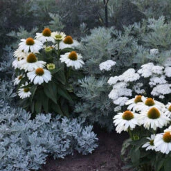 Color Coded™ 'The Price Is White' Coneflower -Perennials Store color coded the price is white coneflower 1
