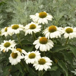 Color Coded™ 'The Price Is White' Coneflower -Perennials Store color coded the price is white coneflower 2