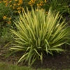 'Color Guard' Yucca 2 'Color Guard' Yucca -Perennials Store color guard yucca