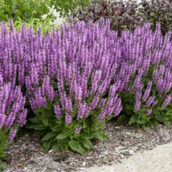 Color Spires® 'Back To The Fuchsia' Salvia 8 Color Spires® 'Back To The Fuchsia' Salvia -Perennials Store color spires back to the fuchsia salvia 1