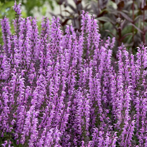 Color Spires® 'Back To The Fuchsia' Salvia 4 Color Spires® 'Back To The Fuchsia' Salvia - Image 2