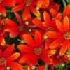 'Ladybird' Tickseed -Perennials Store coreopsis ladybird 1