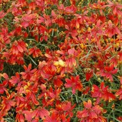'Ladybird' Tickseed -Perennials Store coreopsis ladybird 4