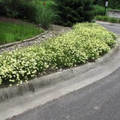 'Moonbeam' Tickseed 8 'Moonbeam' Tickseed -Perennials Store coreopsis moonbeam 3