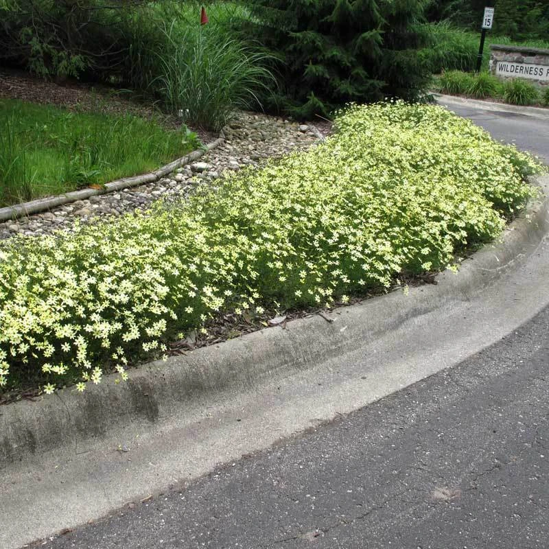 'Moonbeam' Tickseed 4 'Moonbeam' Tickseed - Image 3