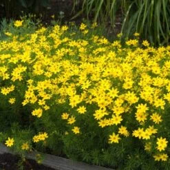 'Zagreb' Tickseed 10 'Zagreb' Tickseed -Perennials Store coreopsis zagreb 5