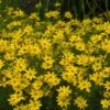 'Zagreb' Tickseed -Perennials Store coreopsis zagreb 6