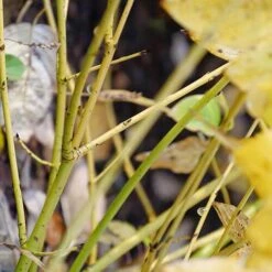 Arctic Fire® Yellow Red-Twig Dogwood -Perennials Store cornus arctic fire yellow 4 P ee90fd47 1fcf 4740 921c 469de2455d08 sw