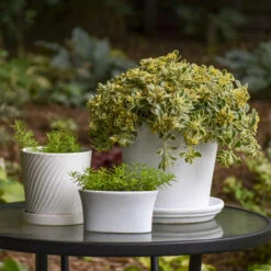 Rock 'N Low® 'Boogie Woogie' Stonecrop -Perennials Store d3cd897800e43dca44f8755ed4acdc97