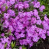 'Rose Sprite' Hybrid Spring Phlox