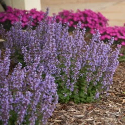 'Cat's Pajamas' Catmint -Perennials Store d4d4f3d6a45d38dab56d4181eca68e83