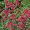 Red Valerian -Perennials Store d6a0c764e6d01f0f77489afd2cada352