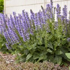 Color Spires® 'Azure Snow' Salvia -Perennials Store d72847b716a03f1ce7cd21980164359a
