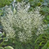 'Fairy Hair' Goatsbeard -Perennials Store d776efec15cd91b20b5e59727661071e