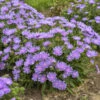 Totally Stoked™ 'Riptide' Stoke's Aster -Perennials Store d9427e864a9d2fc161f97ac6d679910d