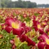Rainbow Rhythm® 'Blood Sweat And Tears' Daylily 2 Rainbow Rhythm® 'Blood Sweat And Tears' Daylily -Perennials Store dbaa8d02c7f9aef3111321f451eecef8