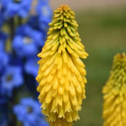 Pyromania™ 'Solar Flare' Red Hot Poker -Perennials Store de214c737f2a92428fcd66aab707e623