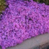 'Drummond's Pink' Creeping Phlox -Perennials Store de32e876ac7572f2d82702d4d84e4aca