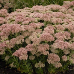 'Autumn Joy' Stonecrop -Perennials Store de69846fdf2fa3b3d9337b8dfc0a45ae