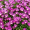 Pink Ice Plant -Perennials Store delosperma cooperi ice plant 1 sw