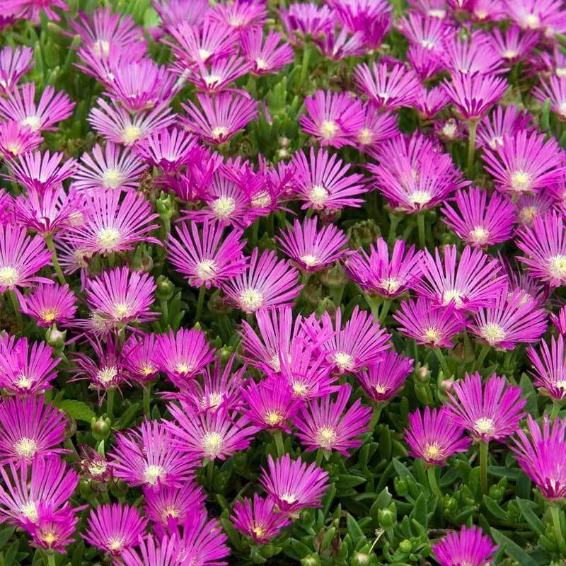 Pink Ice Plant 3 Pink Ice Plant
