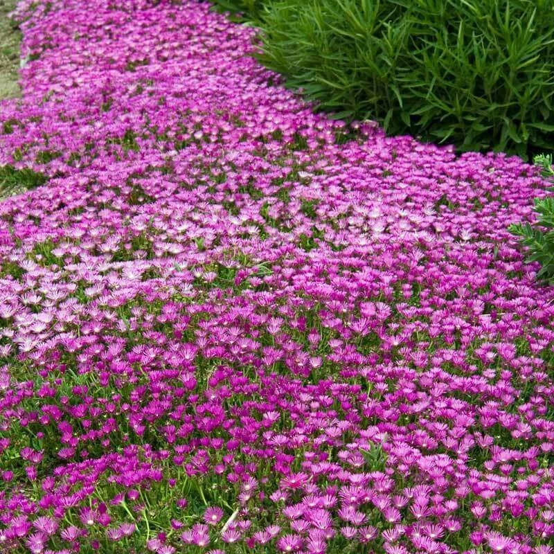 Pink Ice Plant 4 Pink Ice Plant - Image 2