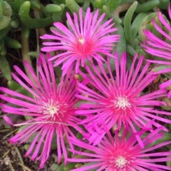 Pink Ice Plant 8 Pink Ice Plant -Perennials Store delosperma cooperi ice plant 3 sw