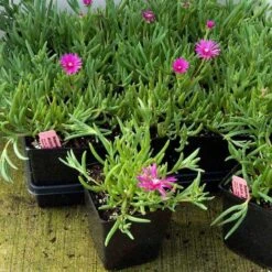 Pink Ice Plant 9 Pink Ice Plant -Perennials Store delosperma cooperi ice plant 4 sw