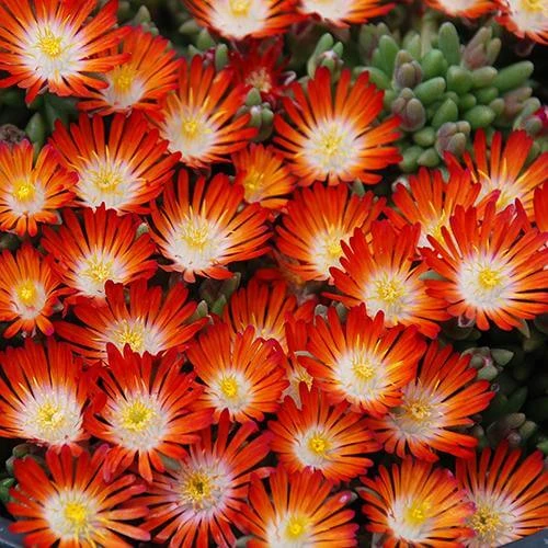 Hot Cakes® 'Pumpkin Perfection' Ice Plant 3 Hot Cakes® 'Pumpkin Perfection' Ice Plant