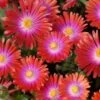 'Jewel Of Desert Garnet' Ice Plant 1 'Jewel Of Desert Garnet' Ice Plant -Perennials Store delosperma jewel of desert garnet ice plant 1 sw