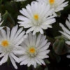 'Jewel Of Desert Moonstone' Ice Plant 2 'Jewel Of Desert Moonstone' Ice Plant -Perennials Store delosperma jewel of desert moonstone 2 sw