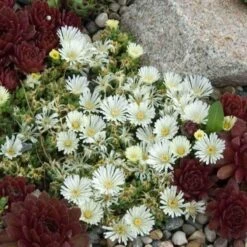'Jewel Of Desert Moonstone' Ice Plant -Perennials Store delosperma jewel of desert moonstone 3 sw