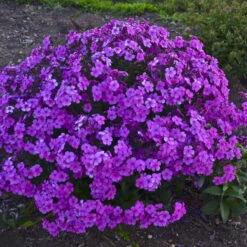 'Cloudburst' Tall Cushion Phlox -Perennials Store df9bbd10b5a8891ac88a541b74934d87