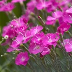 'Firewitch' Dianthus -Perennials Store dianthus firewitch cheddar pinks 3 sw