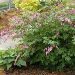 Bleeding Heart -Perennials Store dicentra spectabilis 2 20a10f4c 6bcf 4920 b70e 597ccb8a3674 sw