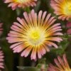 Wheels Of Wonder® Salmony Pink Ice Plant -Perennials Store dispthumb 1