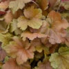 Dolce® 'Toffee Tart' Coral Bells -Perennials Store dolce toffee tart coral bells 3