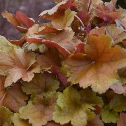 Dolce® 'Toffee Tart' Coral Bells 11 Dolce® 'Toffee Tart' Coral Bells -Perennials Store dolce toffee tart coral bells 4