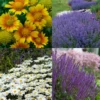 Drought Resistant+ Long Blooming Collection -Perennials Store drough resistant and long blooming collection
