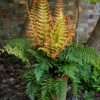 'Jurassic Gold' Wood Fern 1 'Jurassic Gold' Wood Fern -Perennials Store dryopteris jurassic gold fern 1 b8a8ae39 6a50 4493 ab6e 4befd8c6ad01