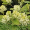 Dwarf Fothergilla -Perennials Store dwarf fothergilla 1